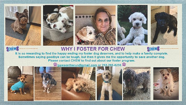 Why I foster